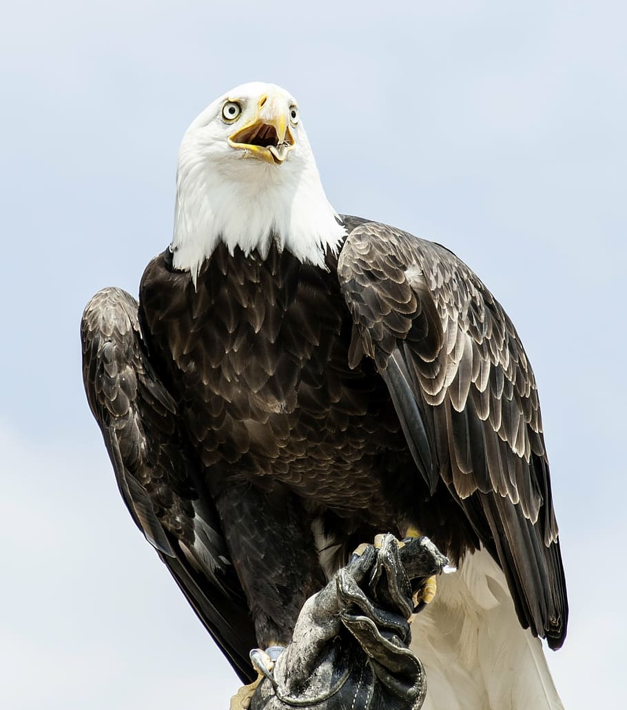 Weißkopfseeadler, Sitzend, Heller Hintergrund, Raubvogel, Wallpaper