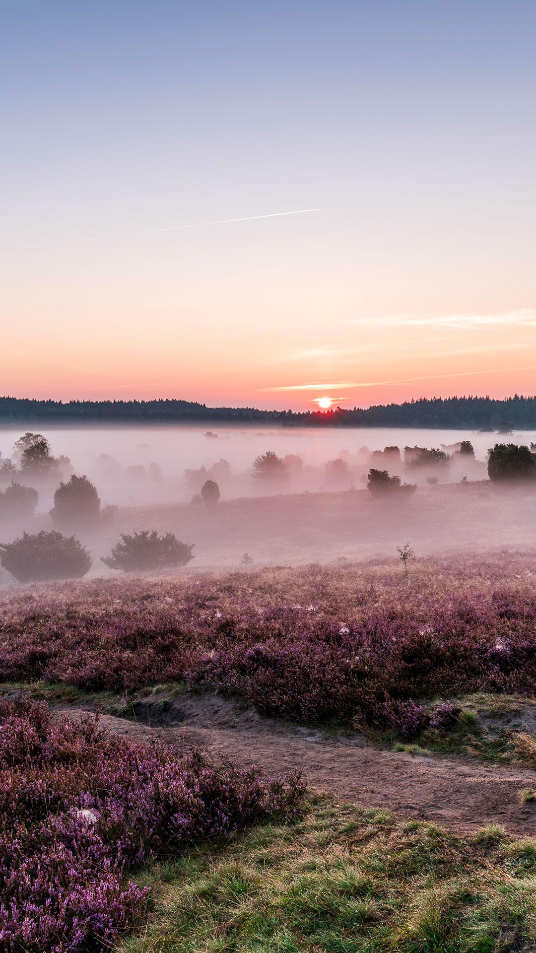 Heide, Morgennebel, Sonnenaufgang, Landschaft, Hochformat, Full HD, Handy-Hintergrundbild
