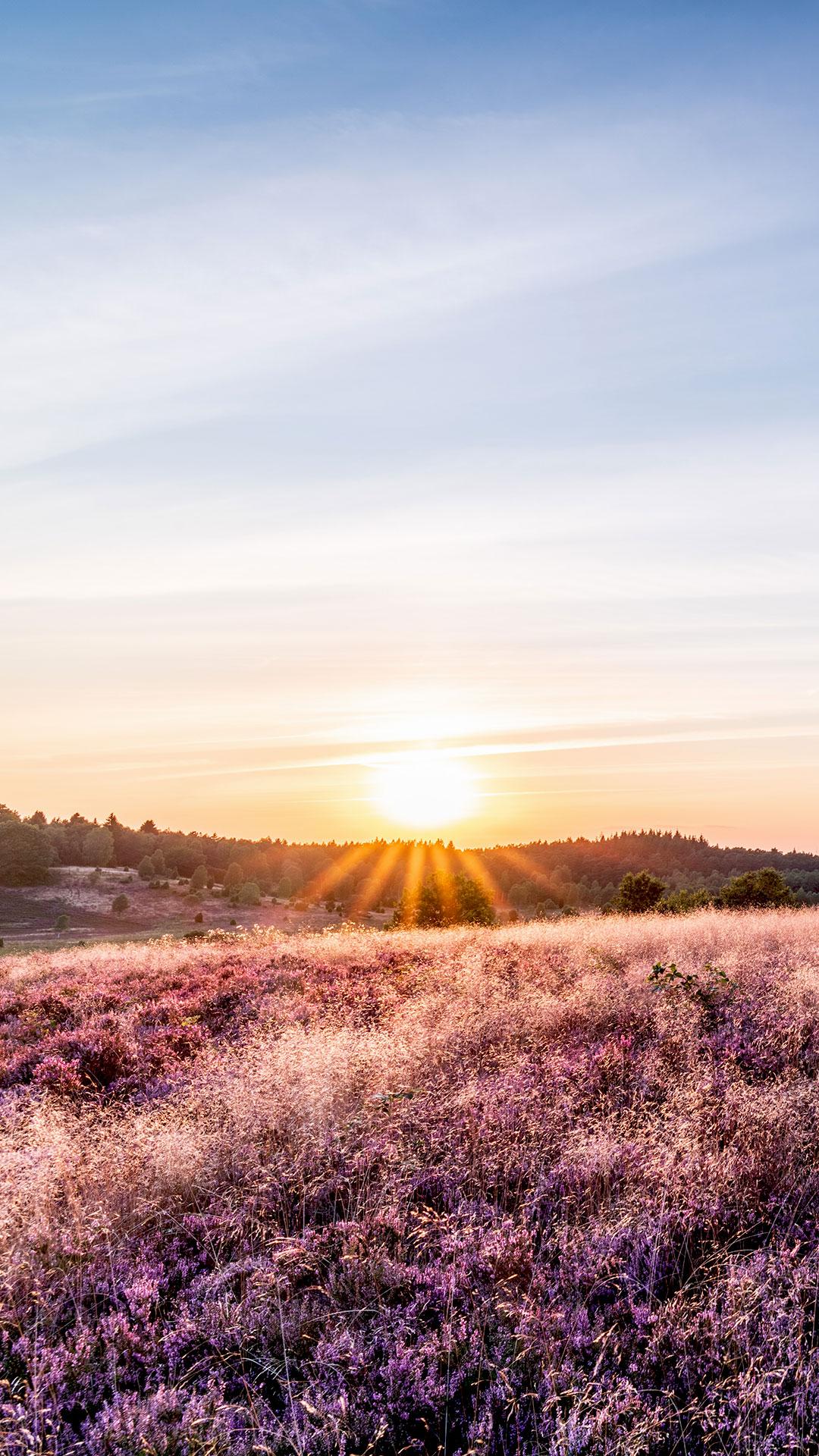 Sonnenuntergang, Heide, Feld, Abendlicht, Hochformat, Full HD, Hintergrundbild fürs Handy