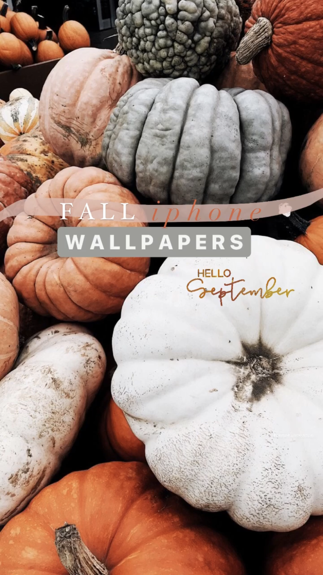 Kürbisse, Hello September, Herbst, Zierkürbisse, Schriftzug, Full HD, Handy-Hintergrundbild