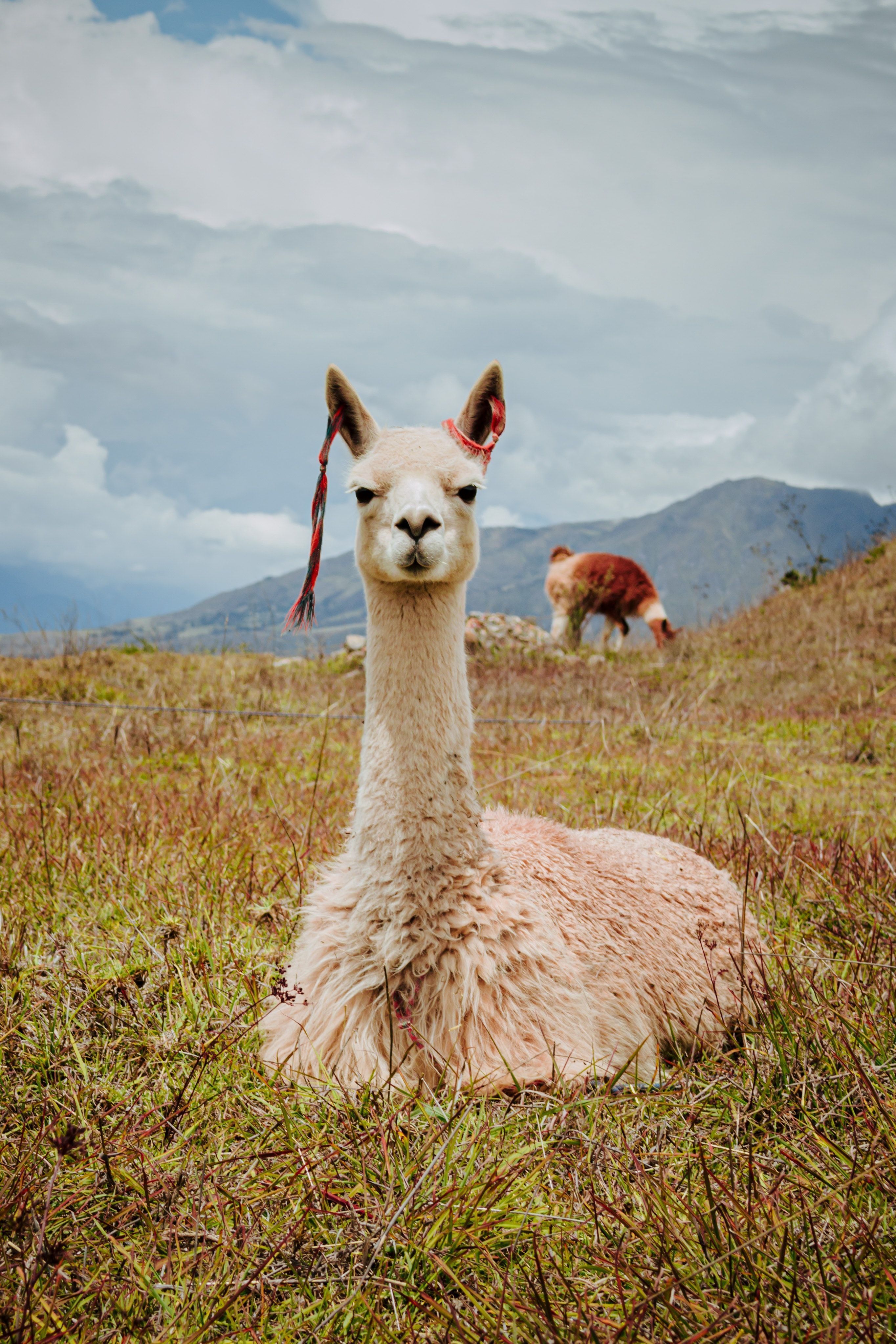 Lama, Anden, Berge, Wiese, Liegend, QHD+, iPad-Hintergrundbild