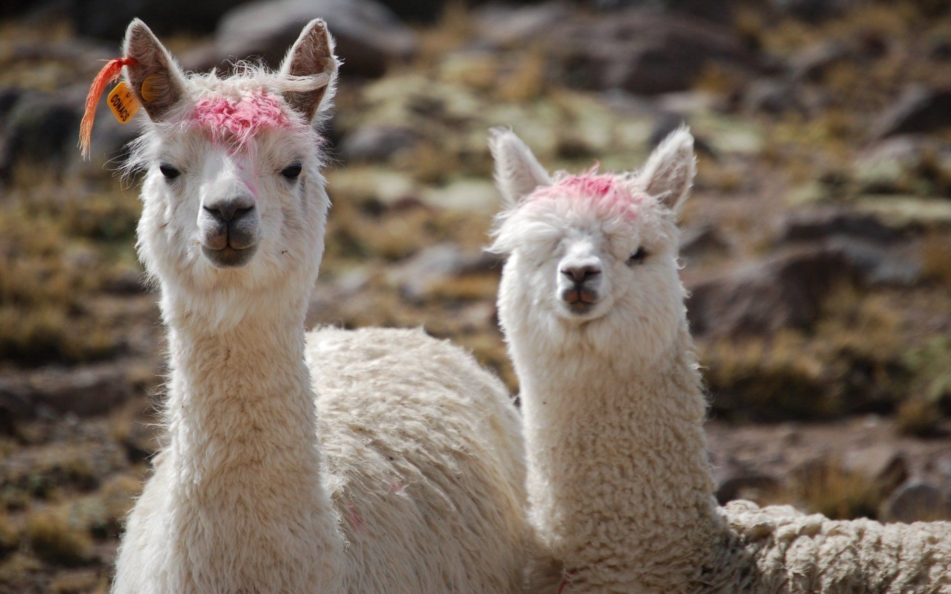 Lamas, Rosa Quasten, Zwei Tiere, Weiß, Steine, 16:10, Full-HD-Hintergrundbild für den Desktop