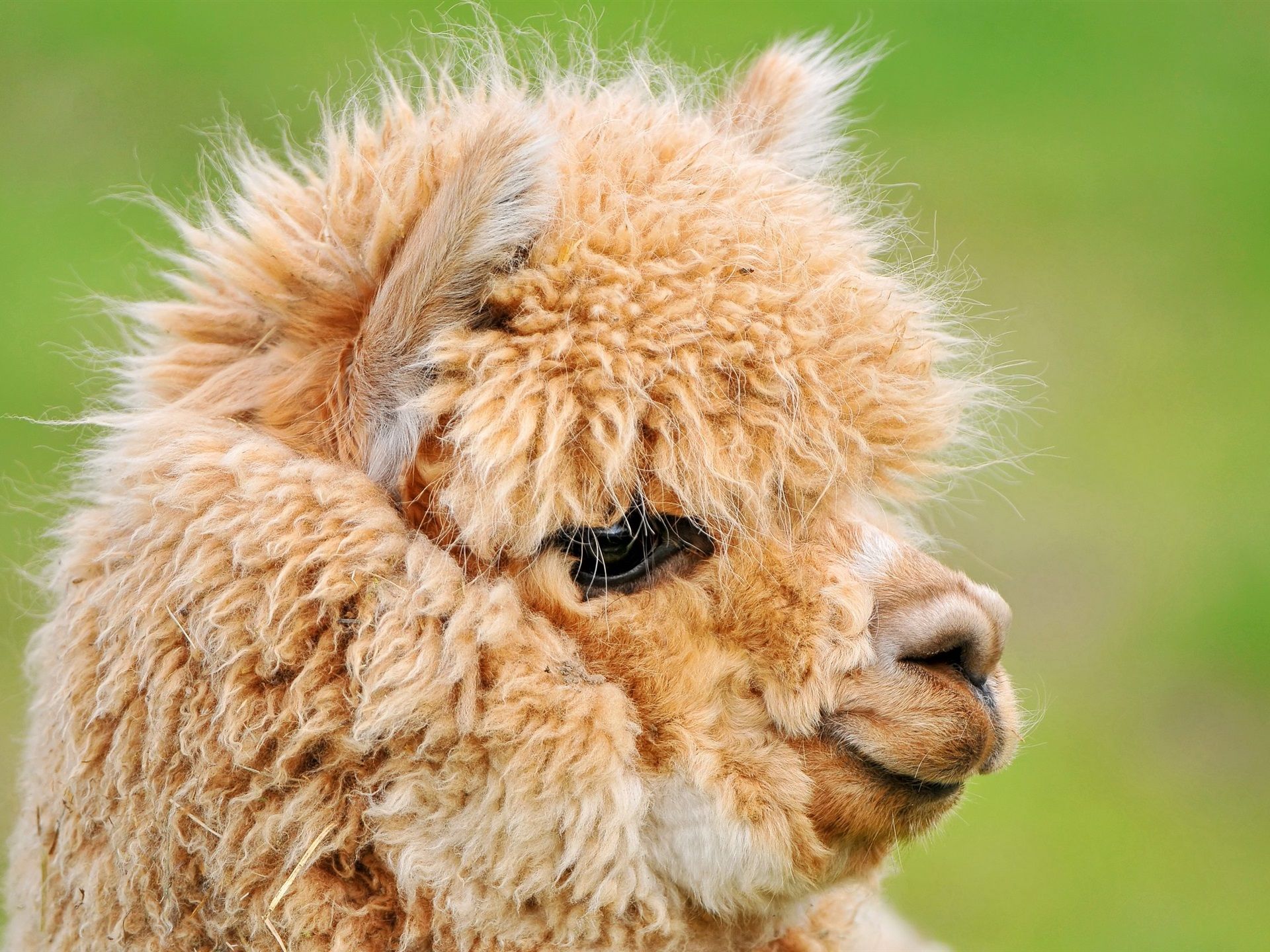 Alpaka, Profil, Flauschig, Beigefarbenes Fell, Grüner Hintergrund, Full HD Wallpaper