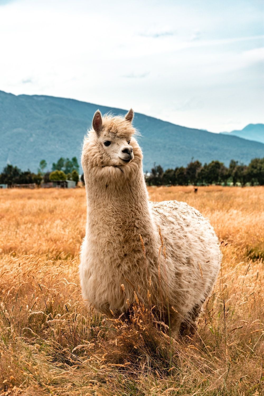 Alpaka, Feld, Berge, Gräser, Landschaft, HD, Hintergrundbild fürs Handy
