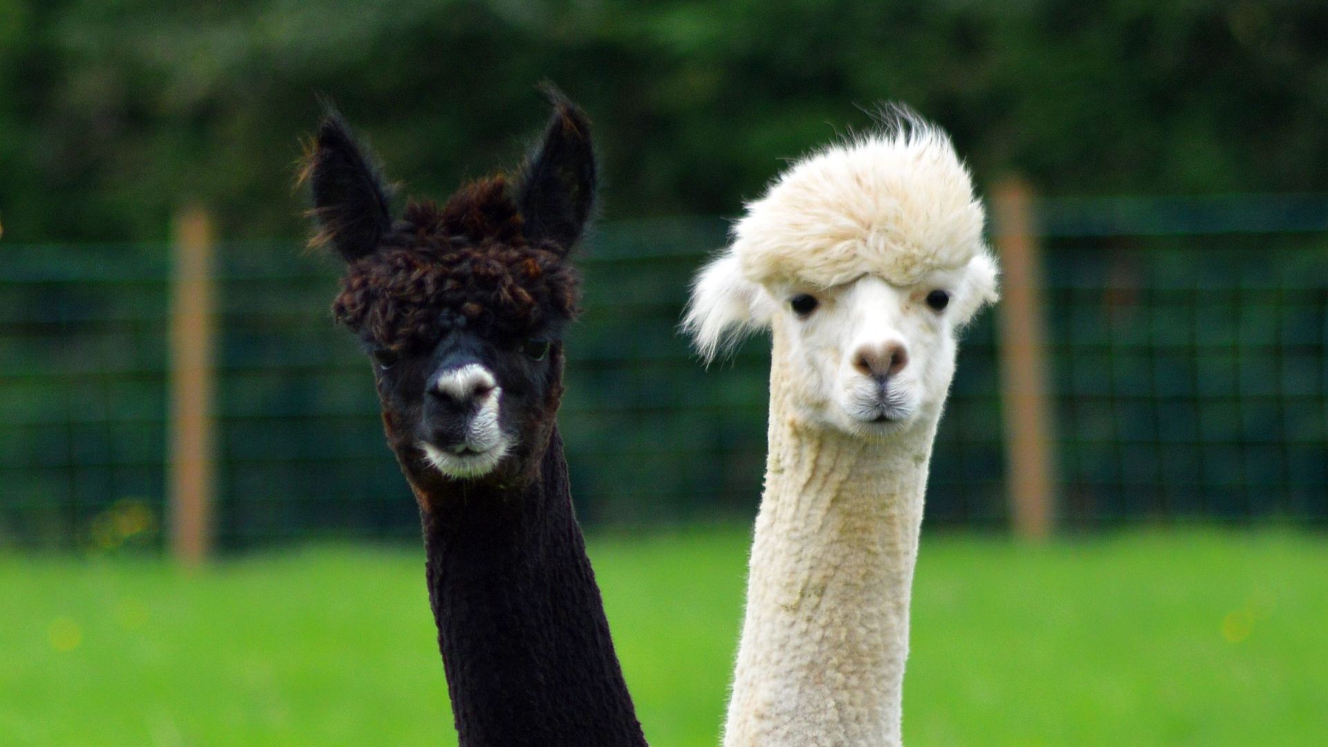 Alpakas, Schwarz und Weiß, Zwei Tiere, Wiese, Zaun, 1920x1080, Full-HD-Hintergrundbild für PC