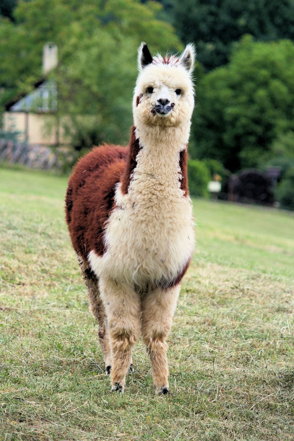 Lama, Weide, Braun-Weiß, Bauernhof, Bäume, Hintergrundbild für iPhone und Android