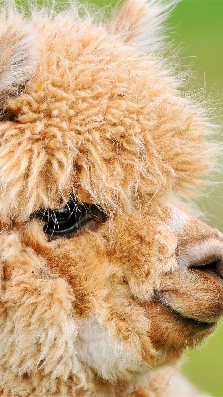 Alpaka, Nahaufnahme, Profil, Flauschig, Beige, HD, Handy-Hintergrund im Hochformat