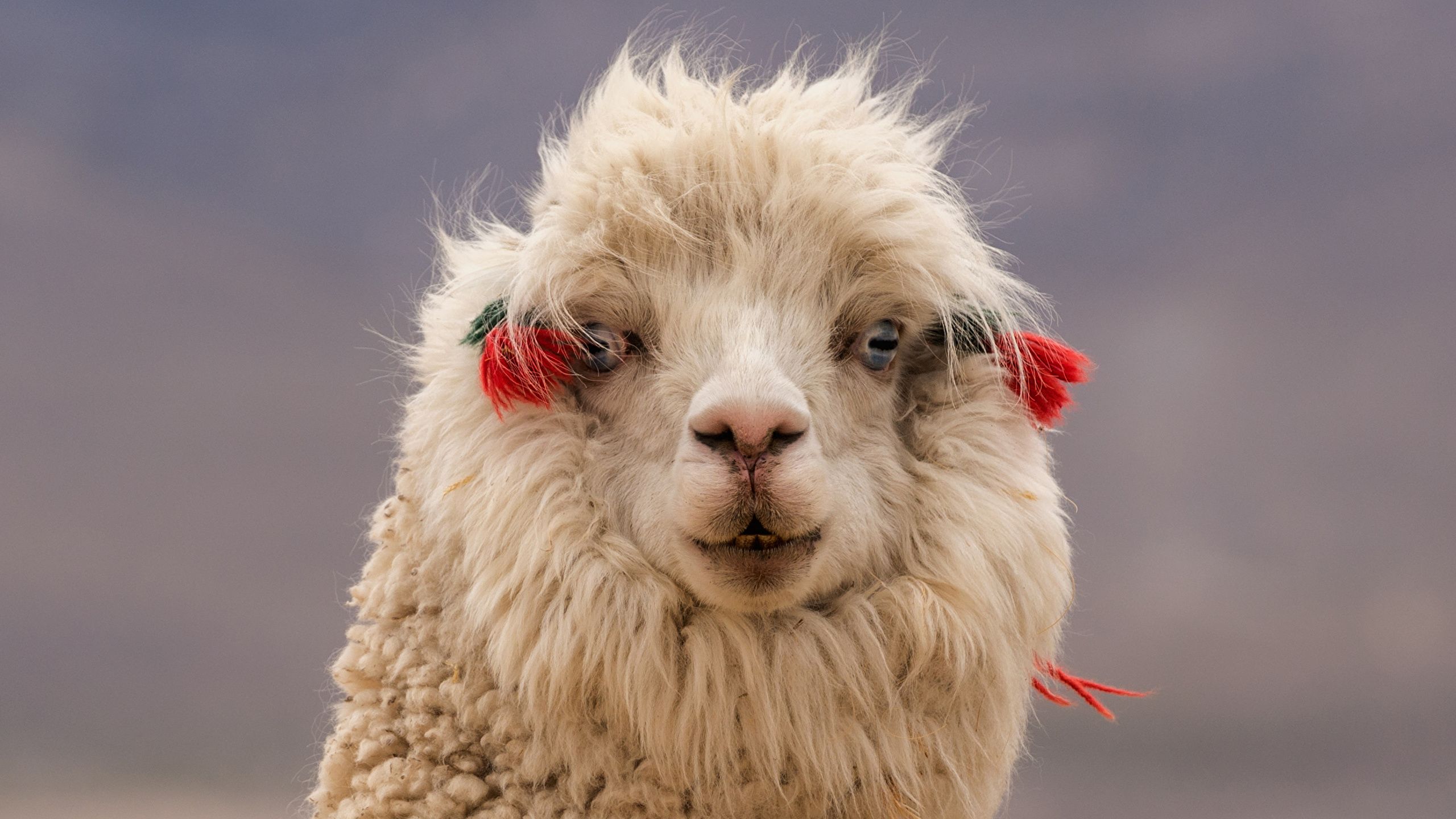 Lama, Rote Quasten, Porträt, Flauschig, Lustig, 2K, Desktop-Hintergrund für Windows