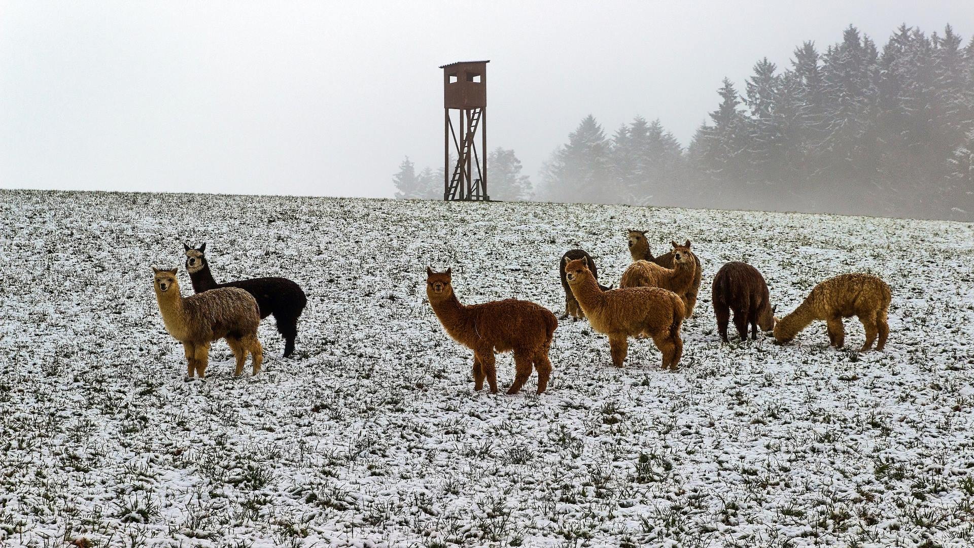 Alpakas, Herde, Schnee, Hochsitz, Winter, Nebel, 16:9, Full-HD-Hintergrundbild für den Desktop