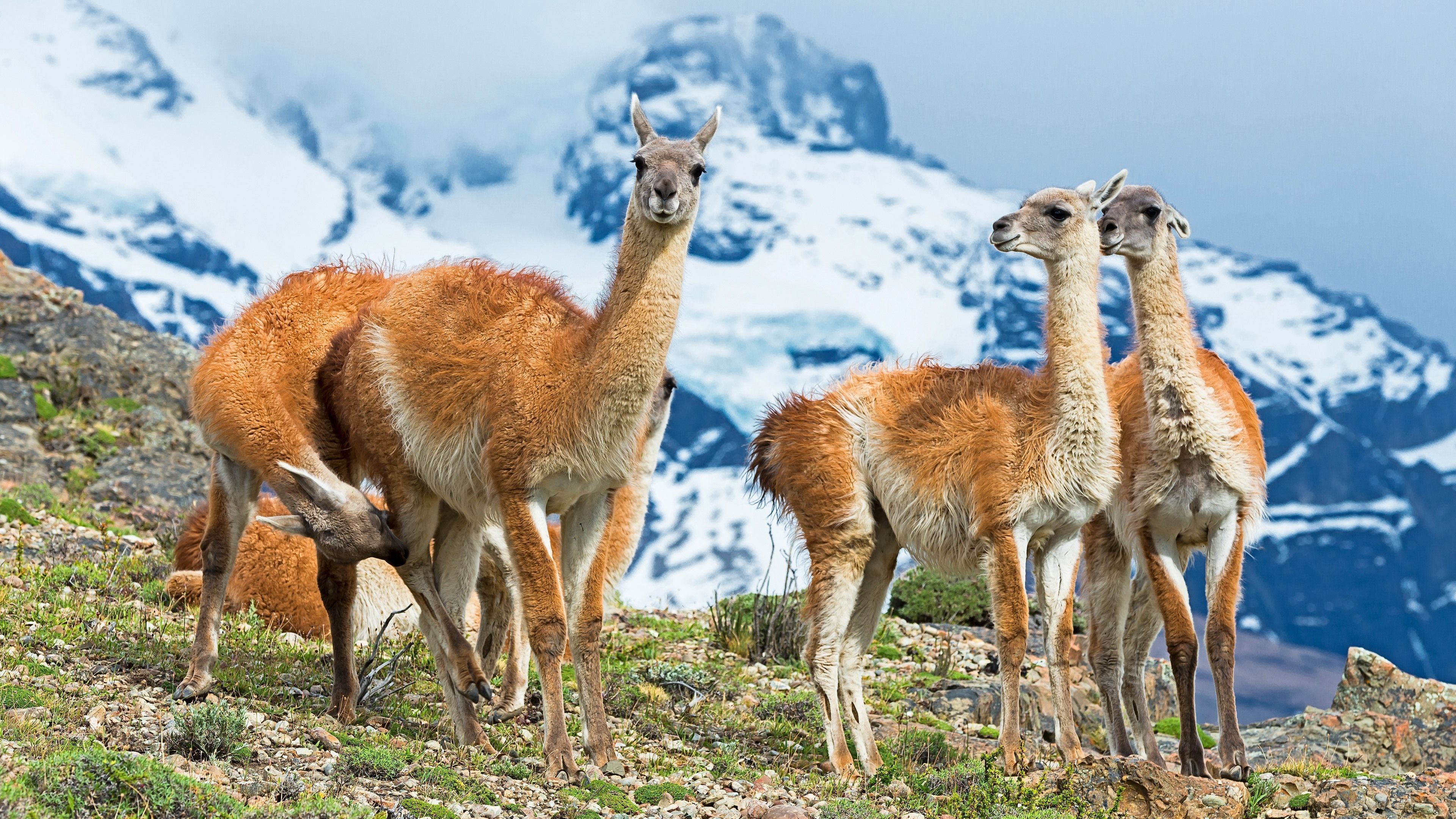 Guanakos, Schneeberge, Patagonien, Wildtiere, Landschaft, 4K, PC-Hintergrundbild