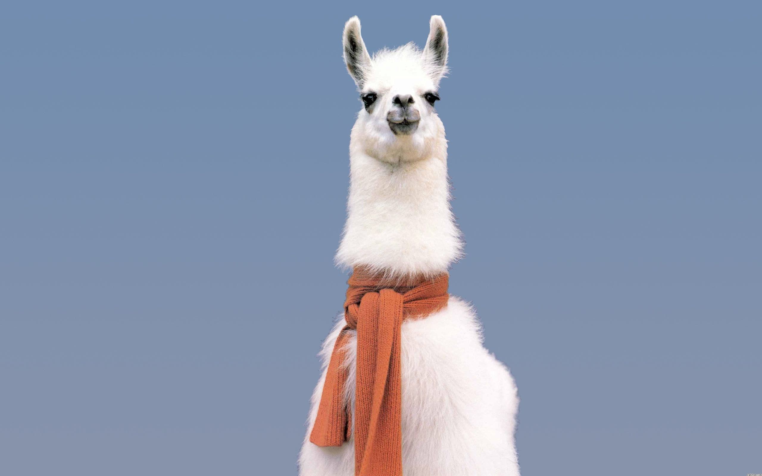 Lama, Schal, Weißes Fell, Grauer Hintergrund, Minimalistisch, 2K Wallpaper