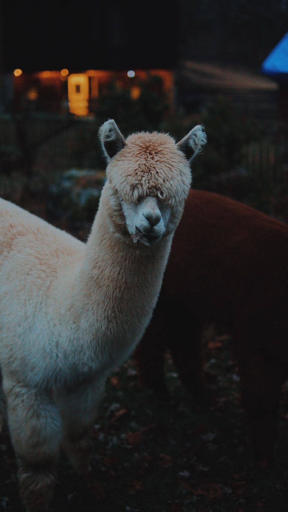Alpaka, Abend, Dunkel, Beige, Hof, HD, Handy-Hintergrund im Hochformat