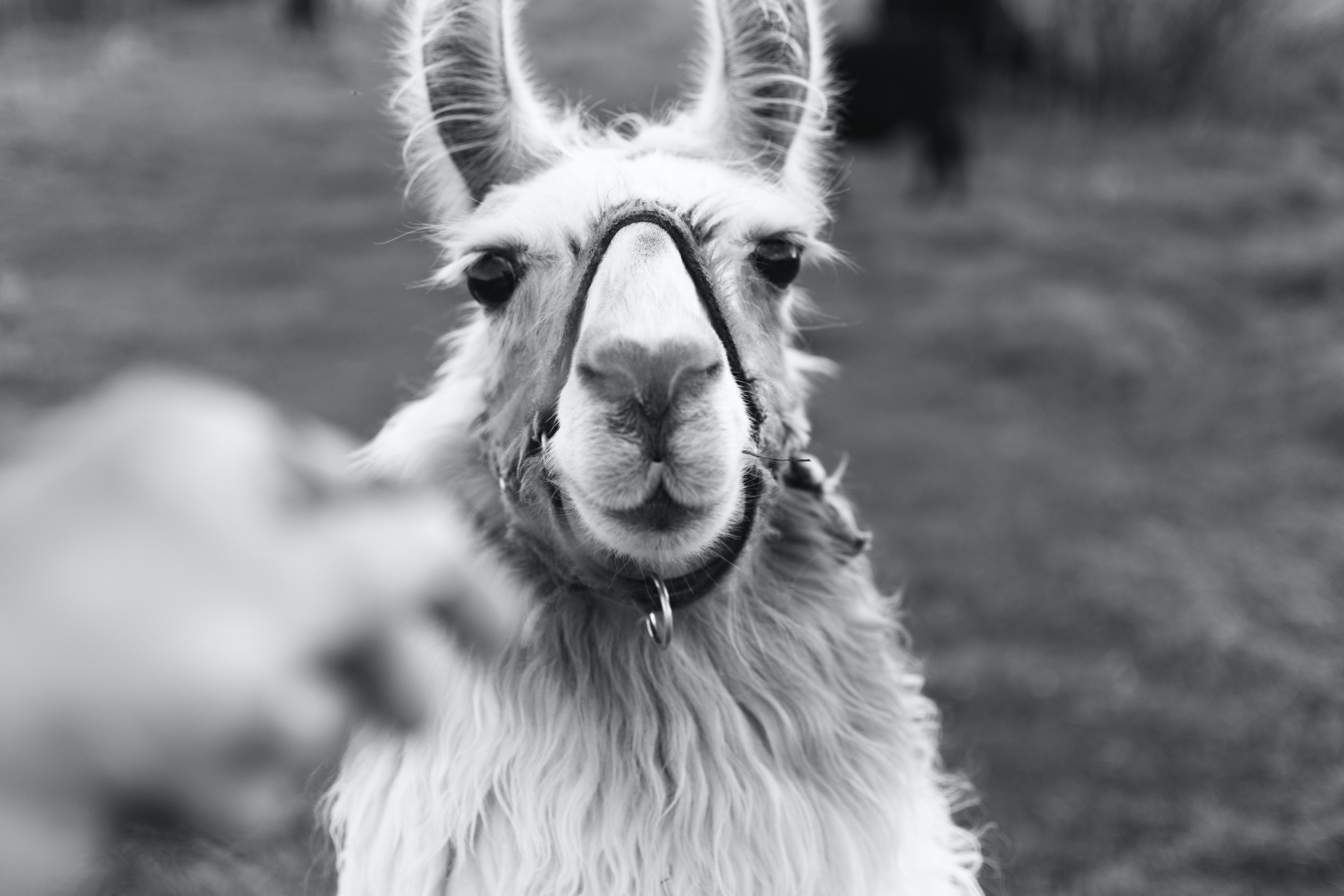 Lama, Halfter, Schwarz-Weiß, Hand, Porträt, 6K, Hintergrundbild für den PC
