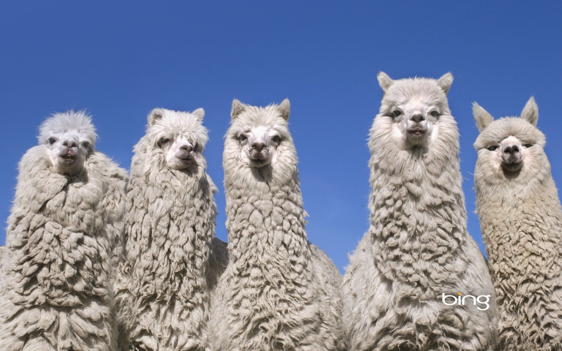 Alpakas, Gruppe, Blauer Himmel, Wollig, Lustig, Full HD, Desktop-Hintergrund für Windows