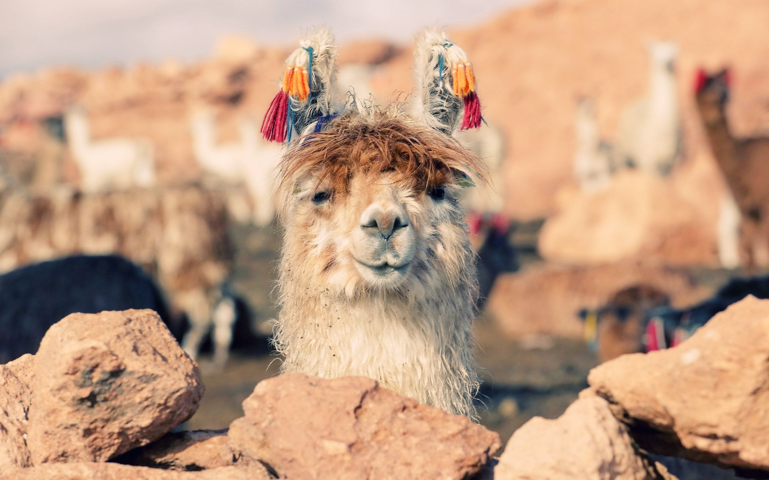 Lama, Bunte Quasten, Felsen, Anden, Herde, 2K, Hintergrundbild für den PC
