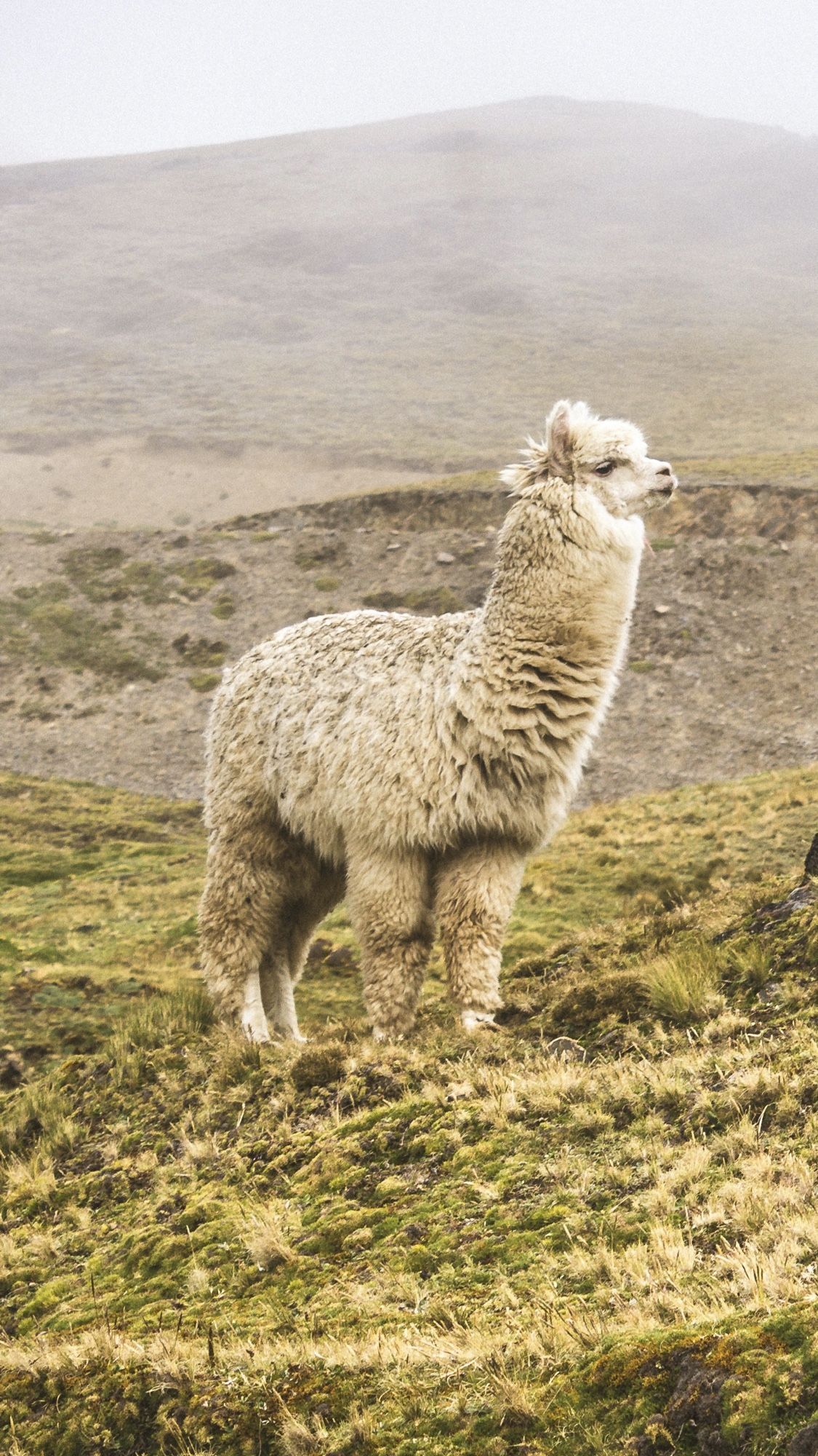 Alpaka, Hügel, Nebel, Hochland, Weißes Fell, Full HD, Handy-Hintergrund im Hochformat