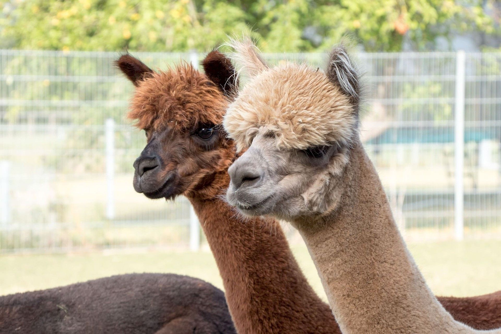 Alpakas, Zwei Tiere, Braun, Beige, Gehege, Full HD, Desktop-Hintergrund für Windows