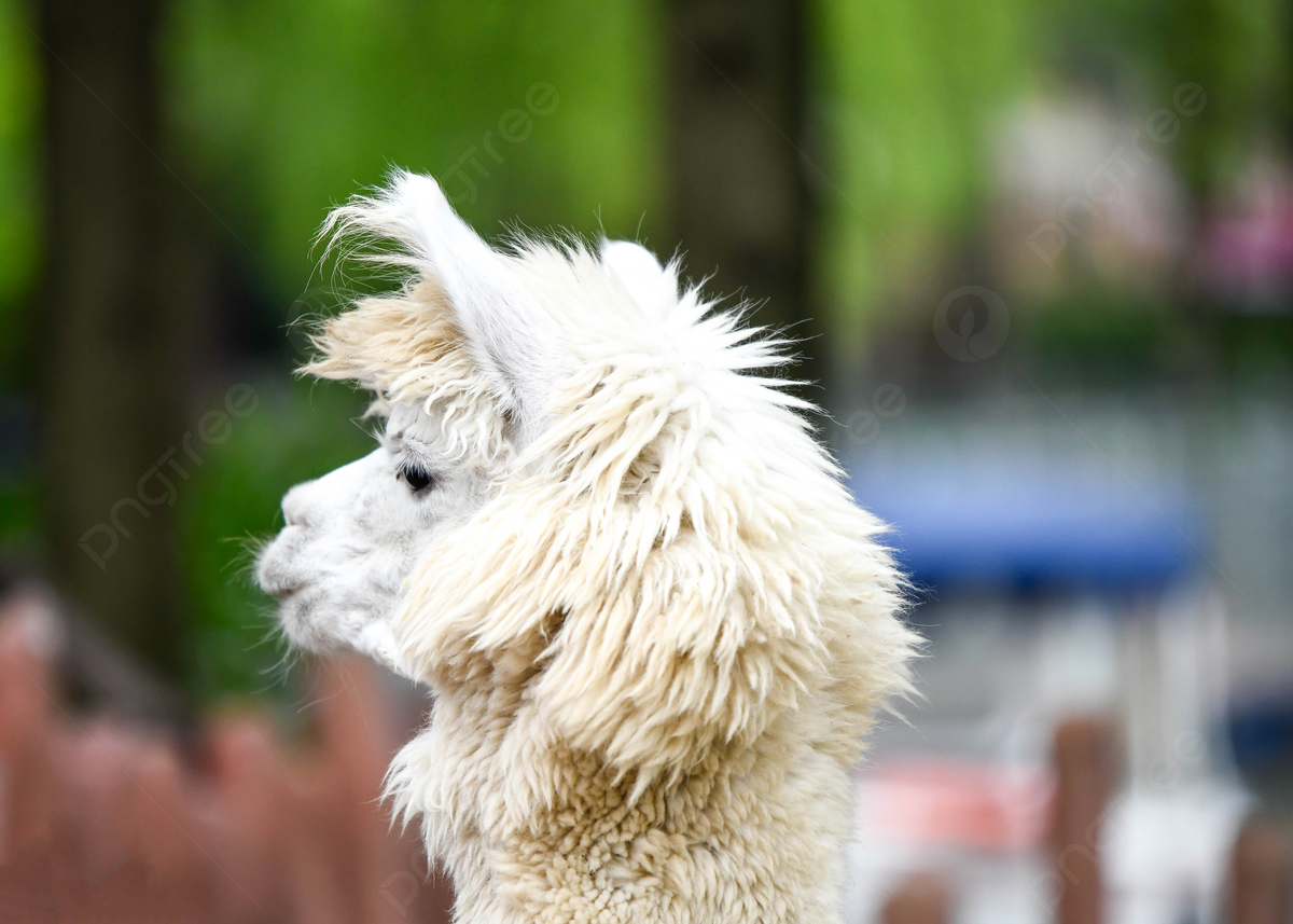 Alpaka, Profil, Weißes Fell, Bokeh, Flauschig, Hintergrundbild
