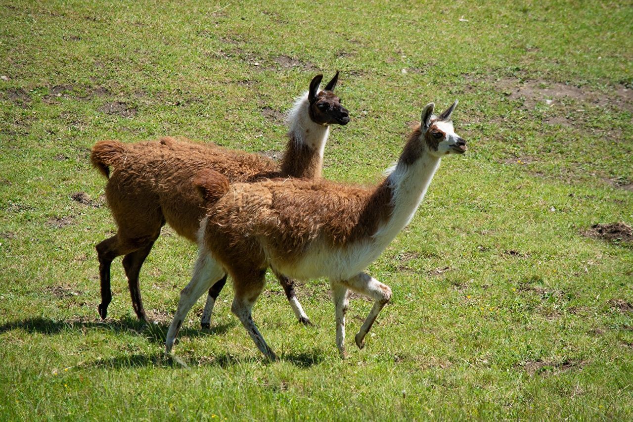 Lamas, Wiese, Laufend, Braun-Weiß, Weide, HD, Hintergrund für den Desktop