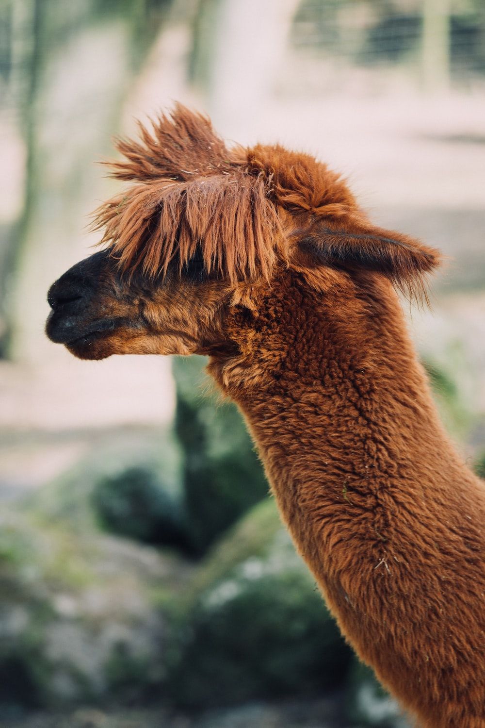 Alpaka, Rotbraunes Fell, Profil, Zottelig, Zoo, HD, Hintergrundbild fürs Handy