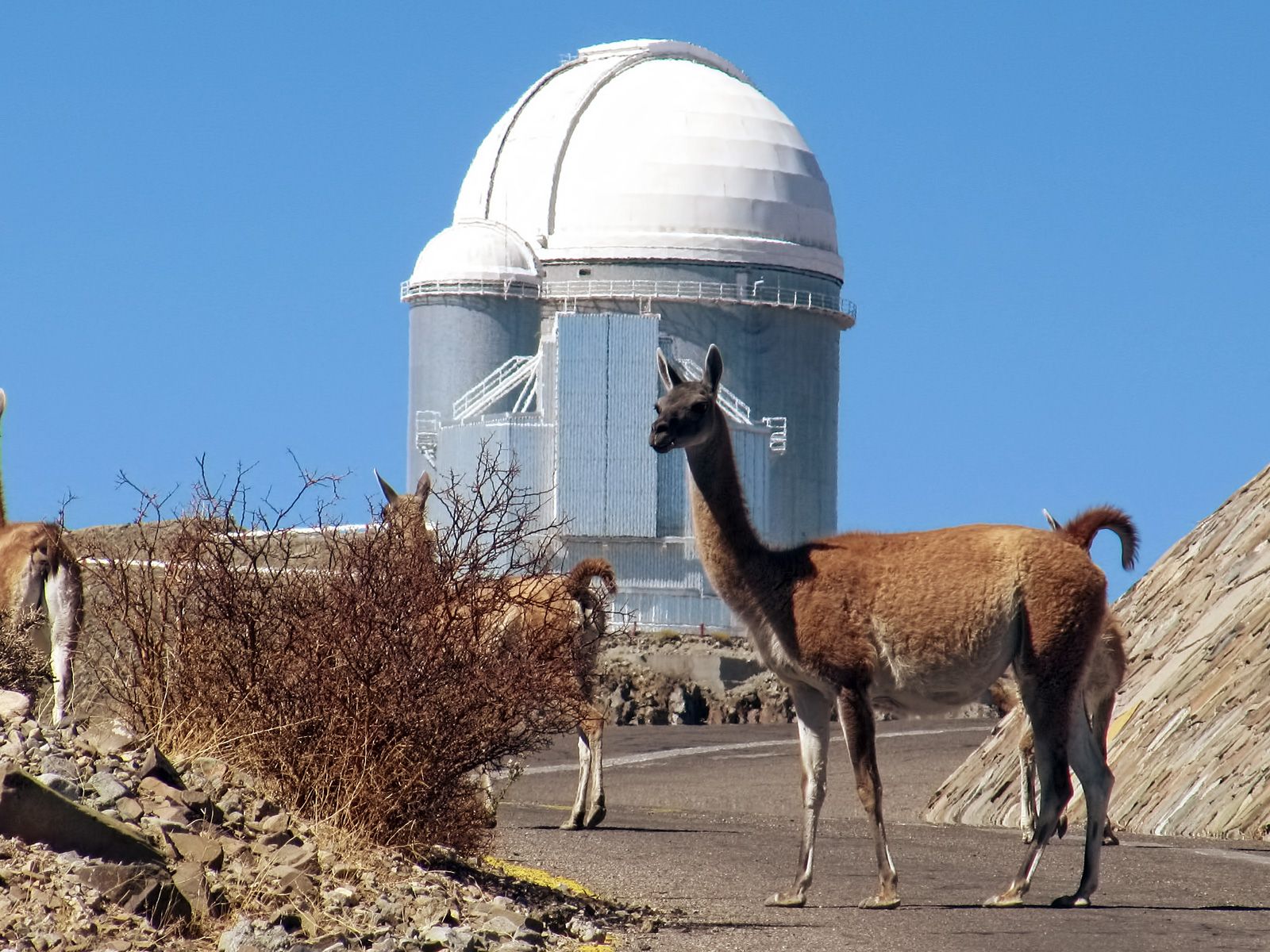 Guanako, Sternwarte, Atacama-Wüste, Blauer Himmel, Wildtiere, HD, Tablet-Hintergrund