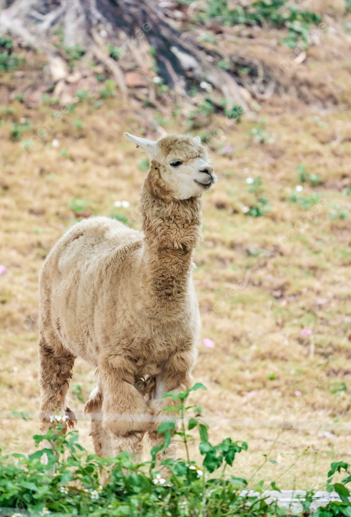 Alpaka, Hang, Beige, Gras, Natur, Full HD, Hintergrundbild fürs Tablet