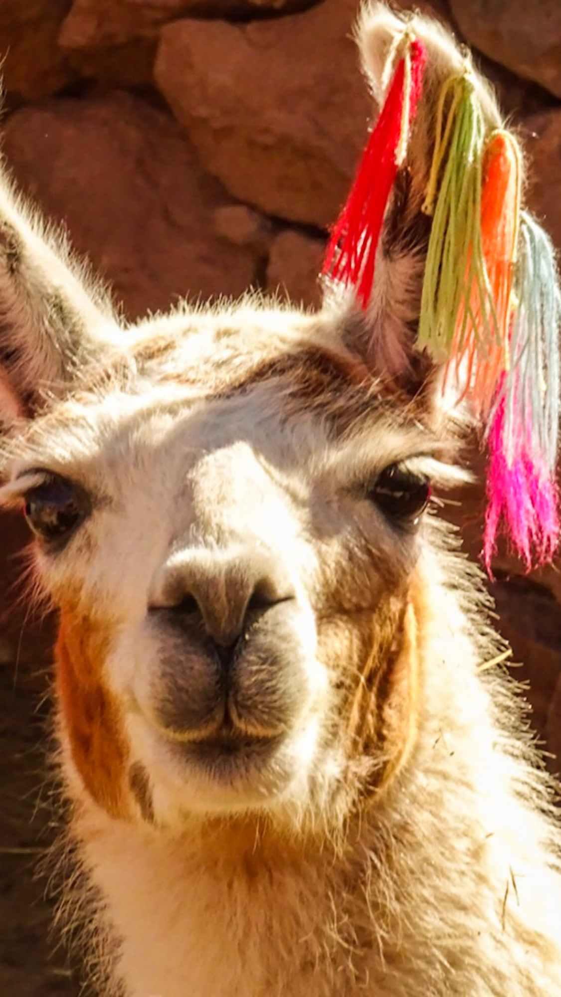 Lama, Bunte Quasten, Ohrschmuck, Porträt, Peru, Full HD, Sperrbildschirm fürs iPhone