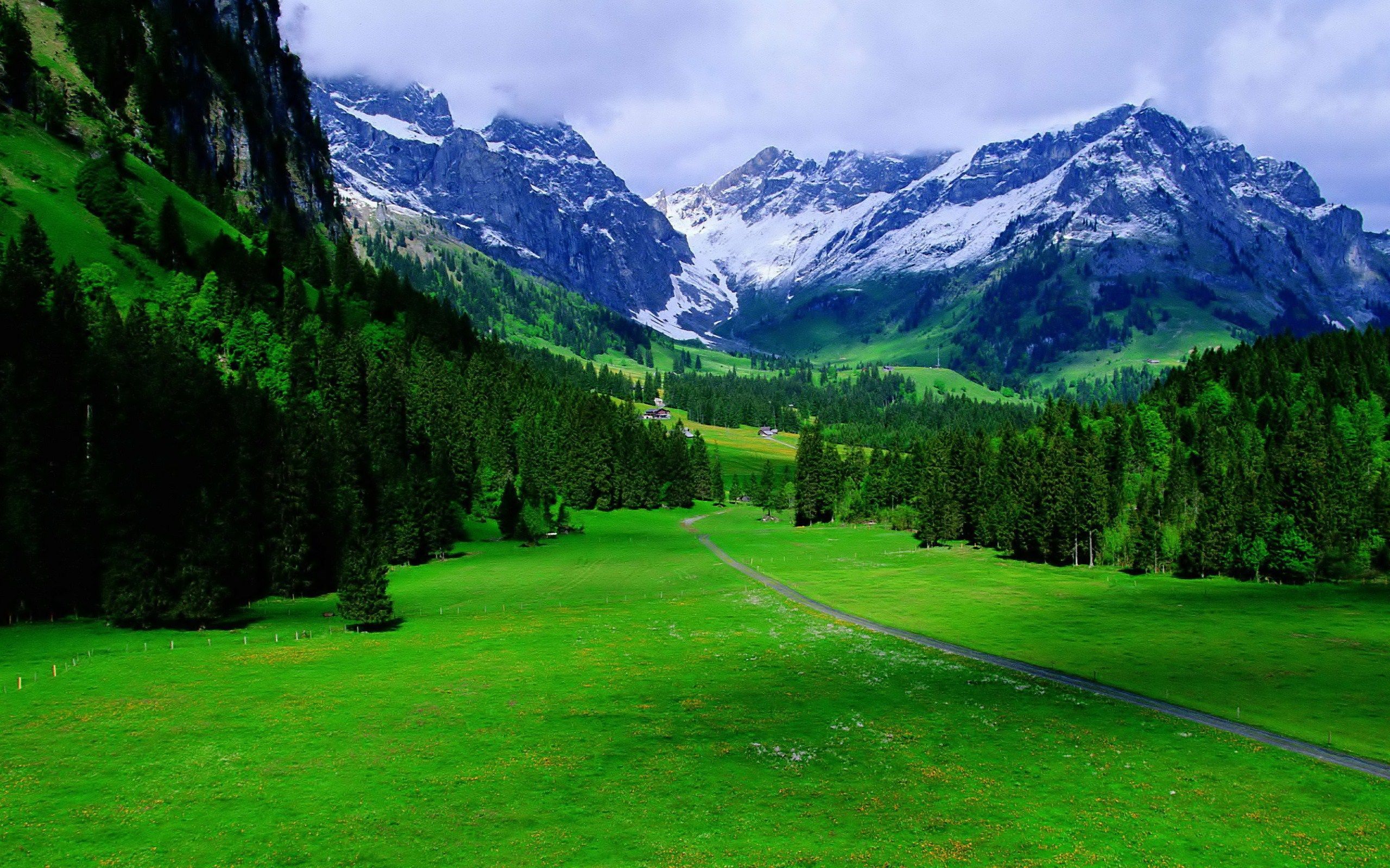Alpen, Grünes Tal, Schneegipfel, Wald, Wiese, 16:10, 2K-Hintergrundbild für den Desktop
