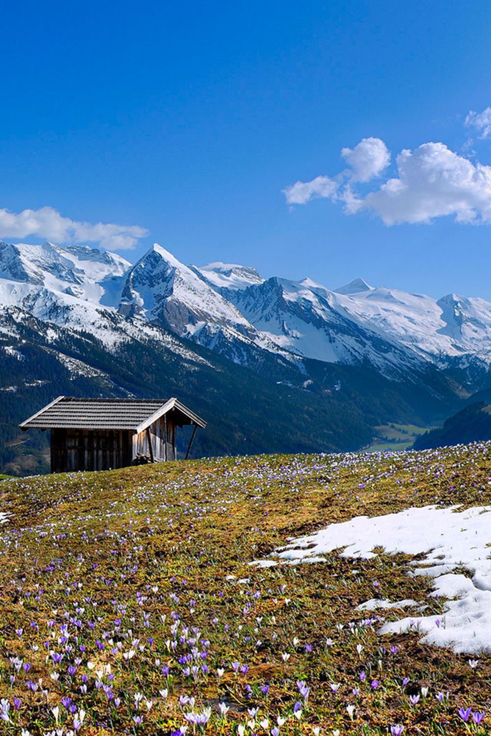 Alpen, Almhütte, Krokusse, Schneereste, Frühling, HD, Handy-Hintergrund im Hochformat