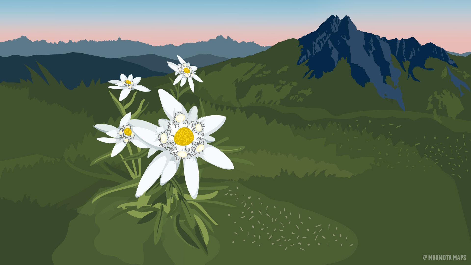 Edelweiß, Illustration, Berge, Vektorgrafik, Grün, 16:9, Full-HD-Hintergrundbild für den Desktop
