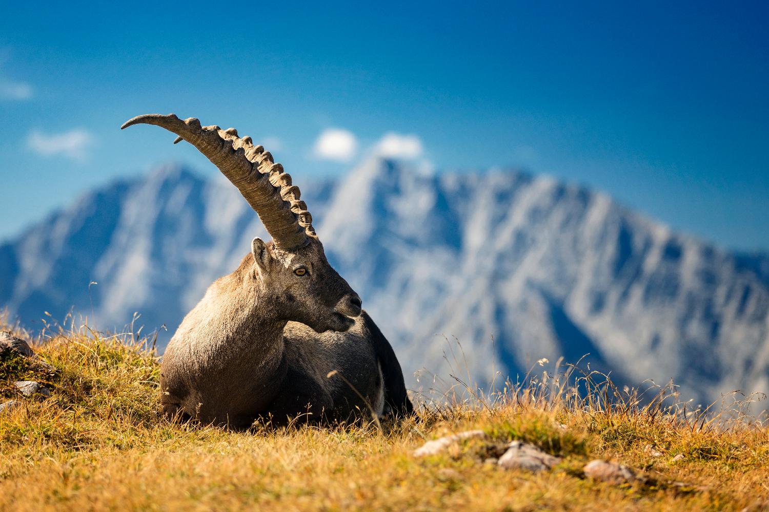 Alpensteinbock, Steinbock, Hörner, Berge, Wildtier, HD, Hintergrundbild für den PC