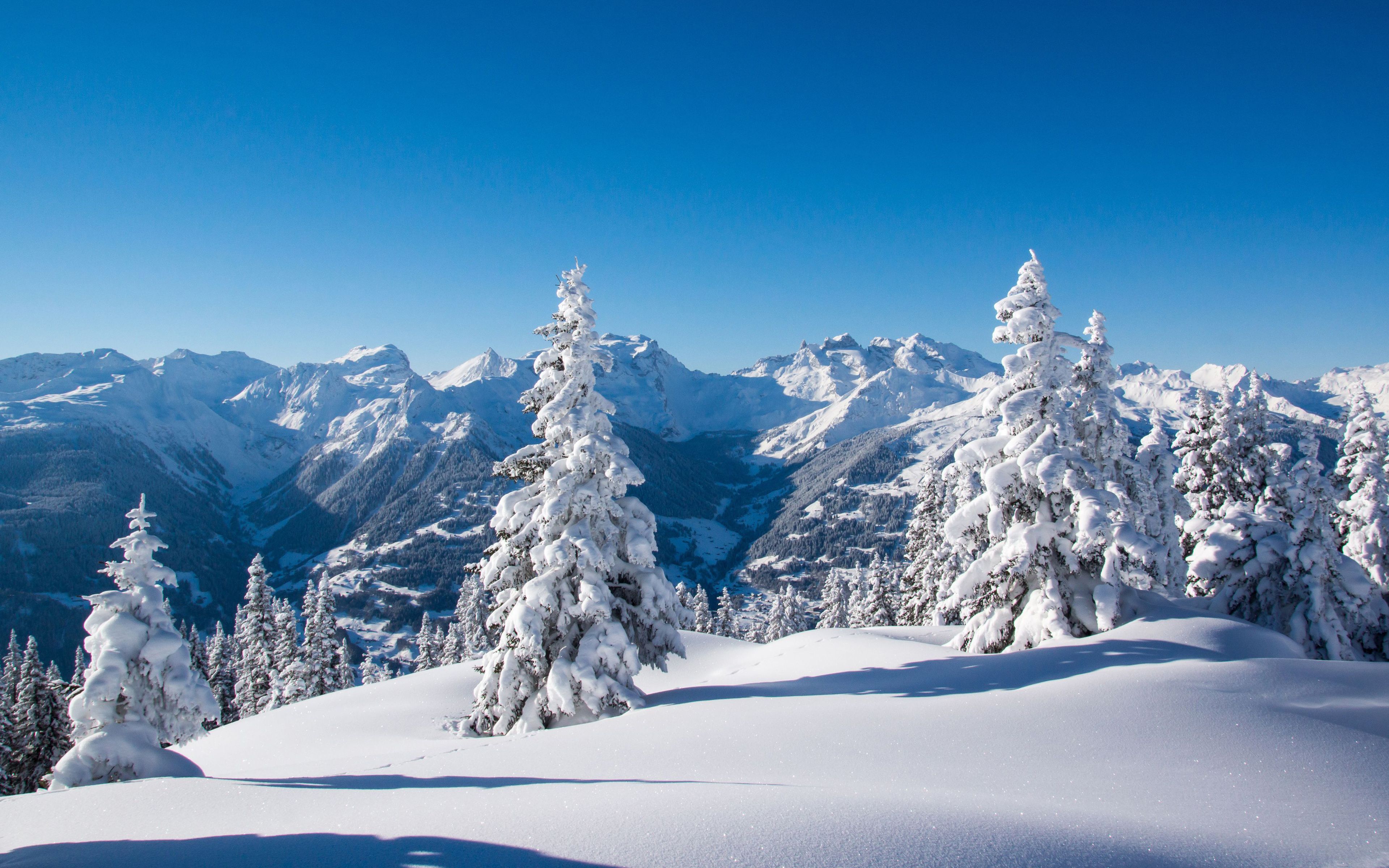 Alpen, Verschneite Tannen, Winterlandschaft, Blauer Himmel, Neuschnee, 4K, PC-Hintergrundbild