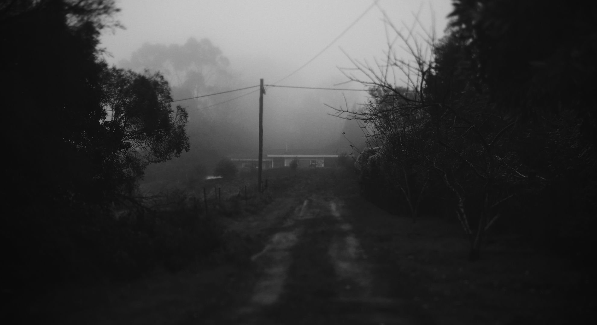 Nebel, Weg, Bäume, Schwarz-Weiß, Düster, Full HD, Desktop-Hintergrund für Windows