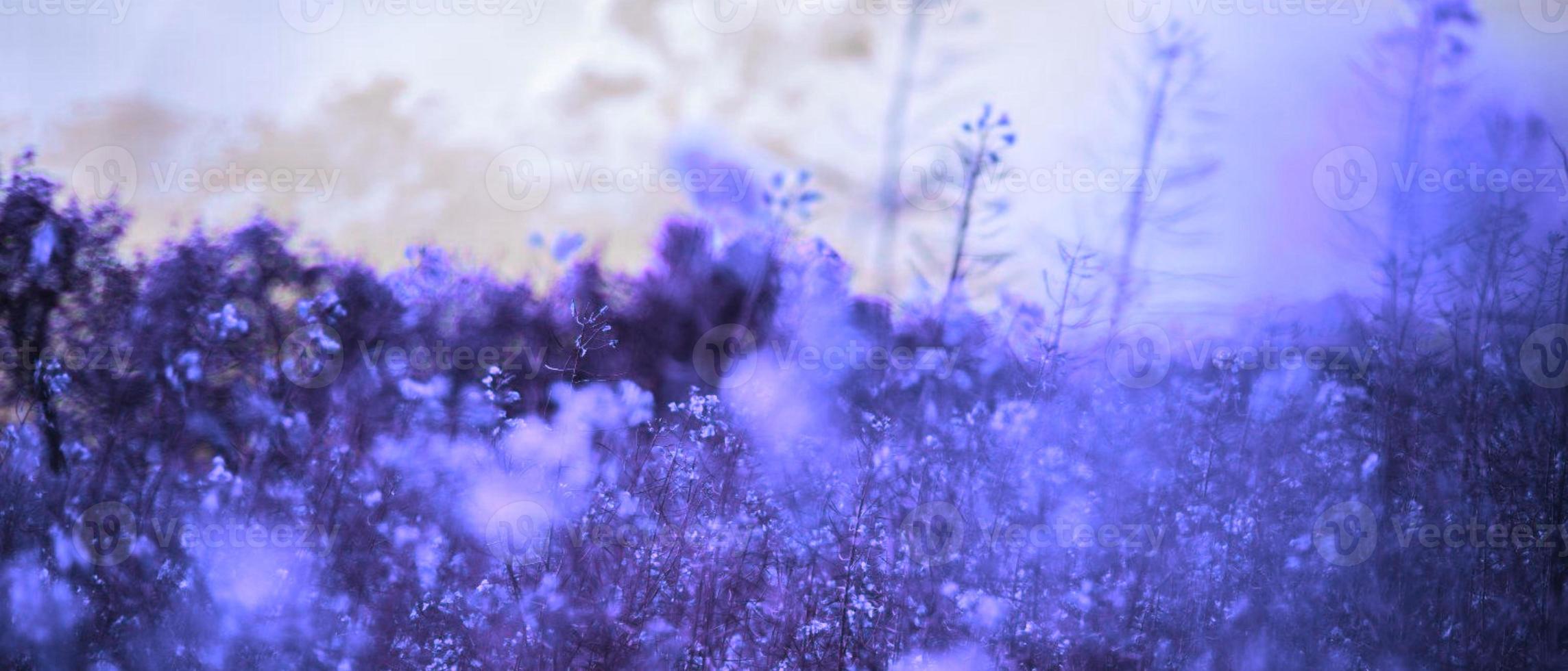 Wildblumen, Lila Töne, Bokeh, Wiese, 21:9, Full-HD-Hintergrundbild für den Desktop
