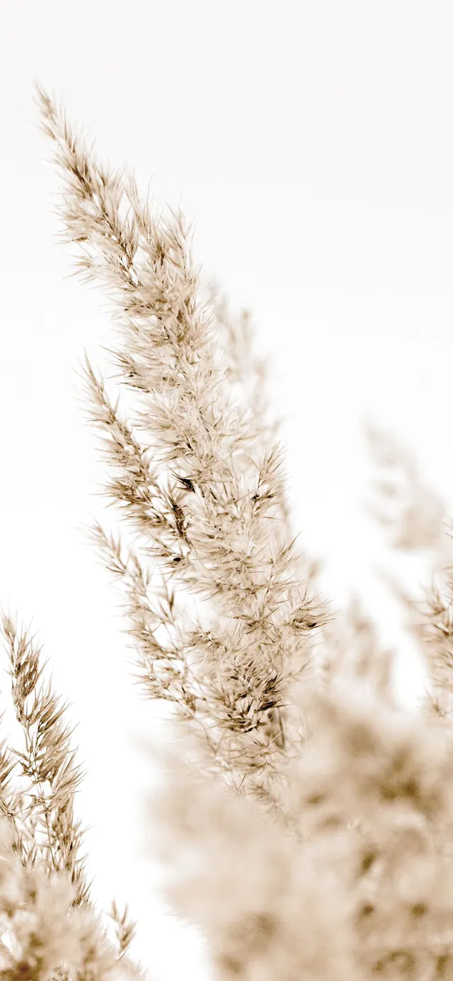 Beige Hintergrundbilder