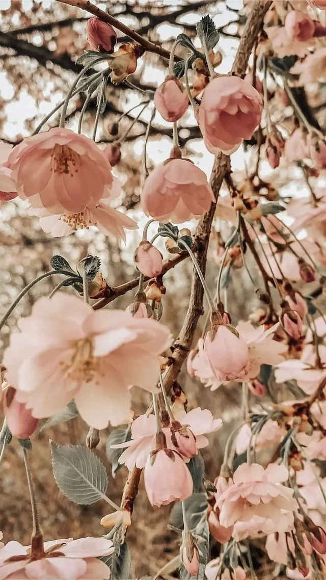 Schöne Blumen – Hintergrundbilder