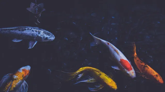 Fisch-Hintergrundbilder