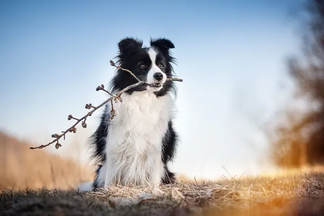 Border-Collie-Hintergrundbilder