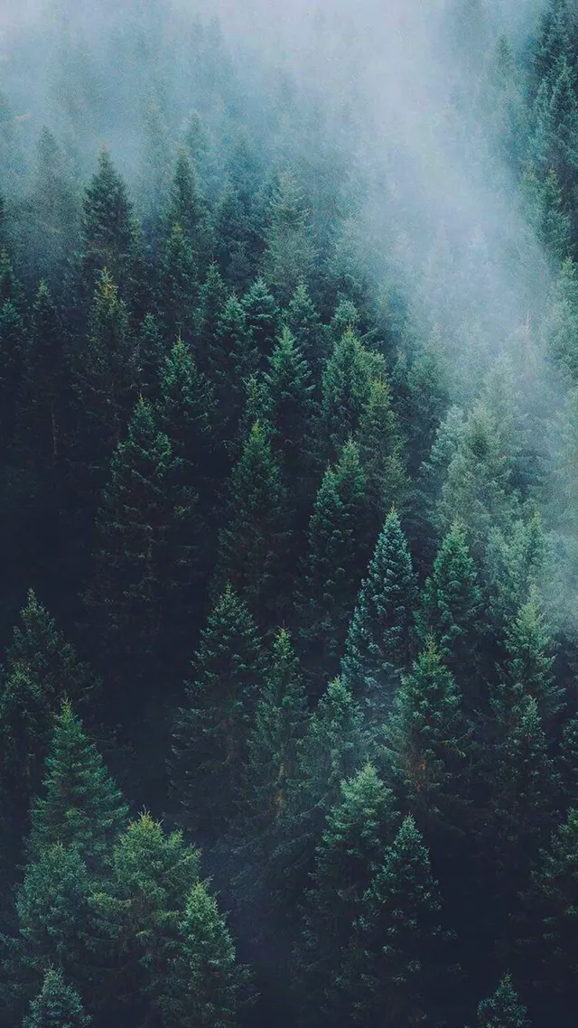 Wald-Hintergrundbilder