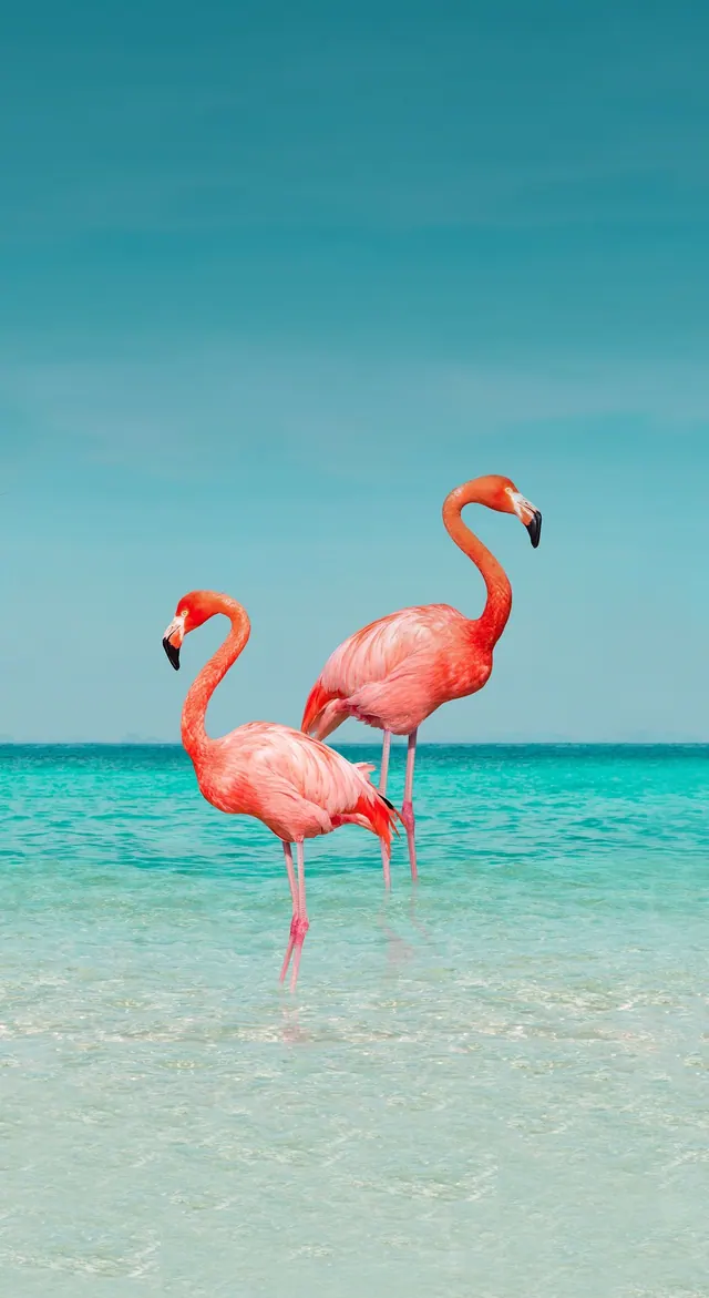 Flamingo-Hintergrundbilder