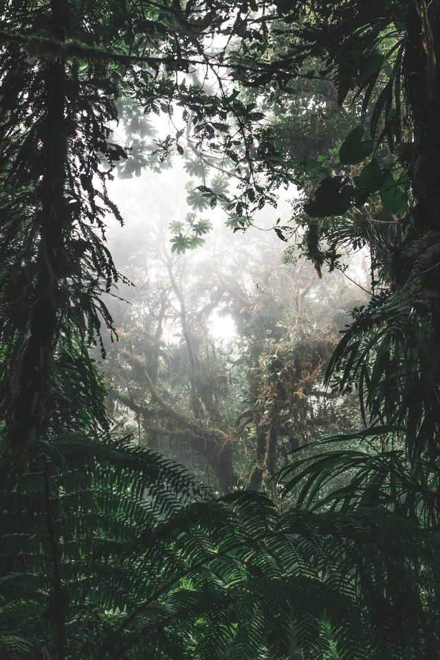 Dschungel-Hintergrundbilder