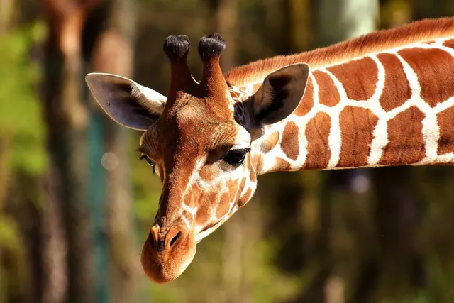 Giraffen-Hintergrundbilder