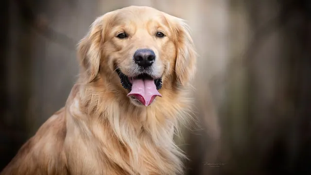 Hunde-Hintergrundbilder