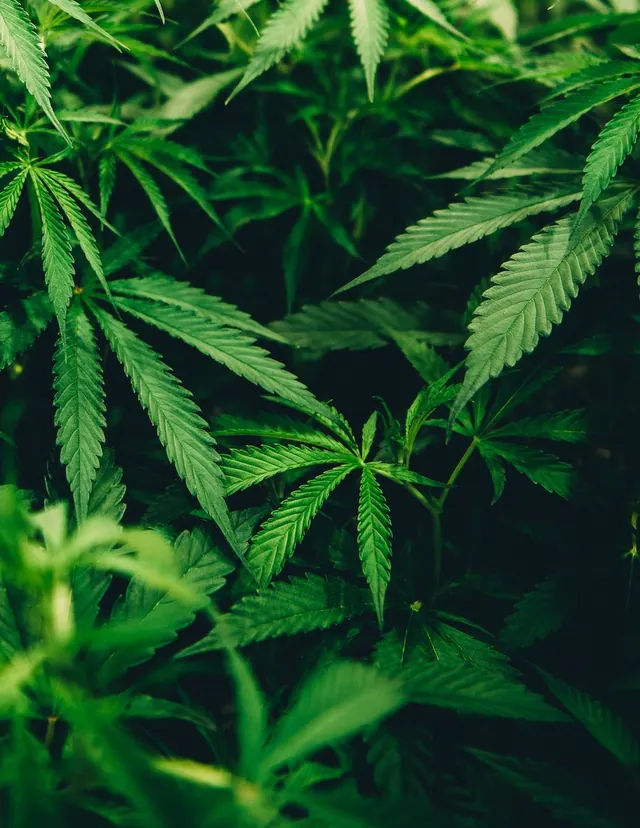 Weed-Hintergrundbilder