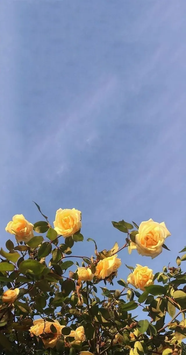 Frühlingsblumen-Hintergrundbilder