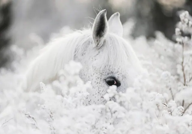 Pferde im Schnee – Hintergrundbilder