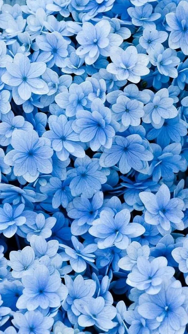Blaue Blumen – Hintergrundbilder