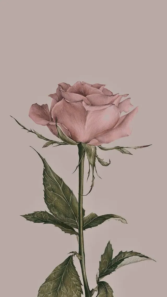 Rosa Rosen – Hintergrundbilder