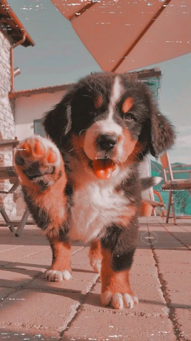 Süße Hunde – Hintergrundbilder