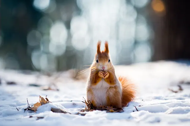Tiere im Winter – Hintergrundbilder
